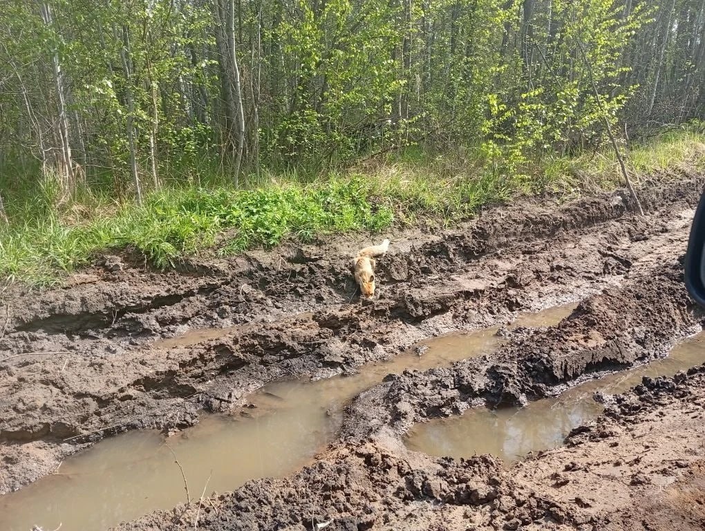 лиса в бузулукском бору