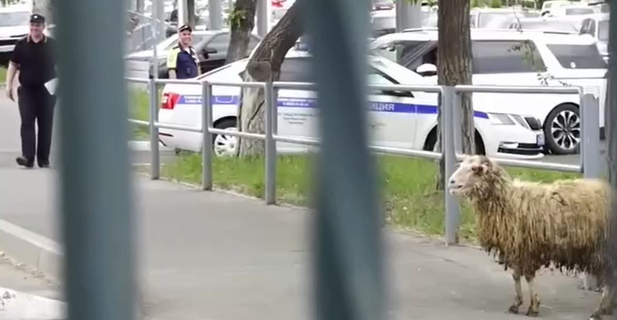 В Оренбурге баран сбежал с Курбан-байрама и носится по улицам