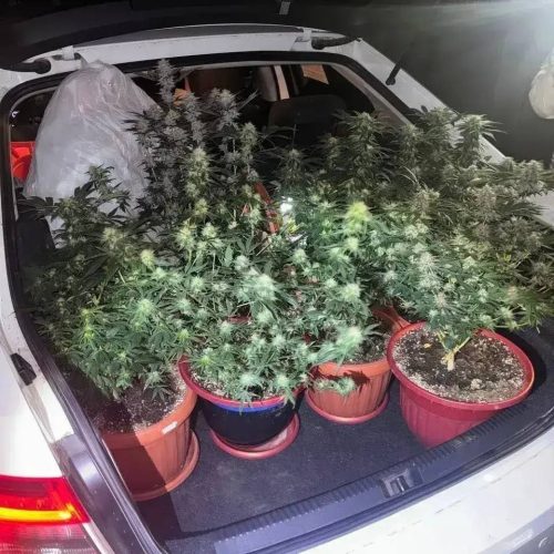 В Орске вырастил дома 39 горшков с коноплей