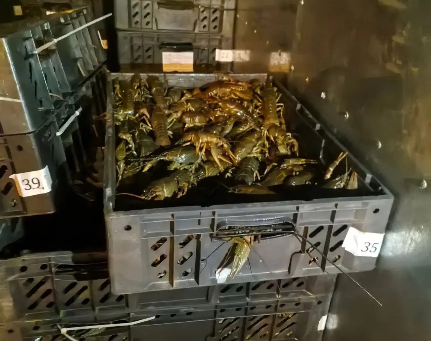 живые раки