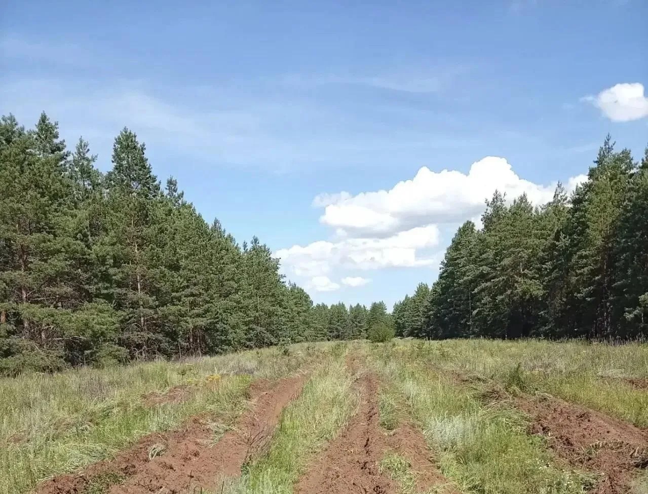 лес