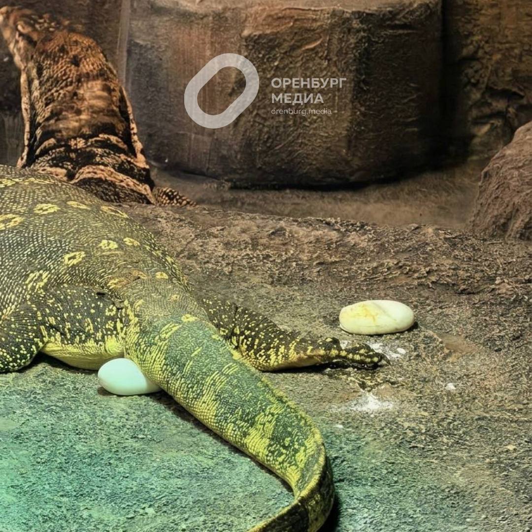 Варан Сальватор отложила яйца