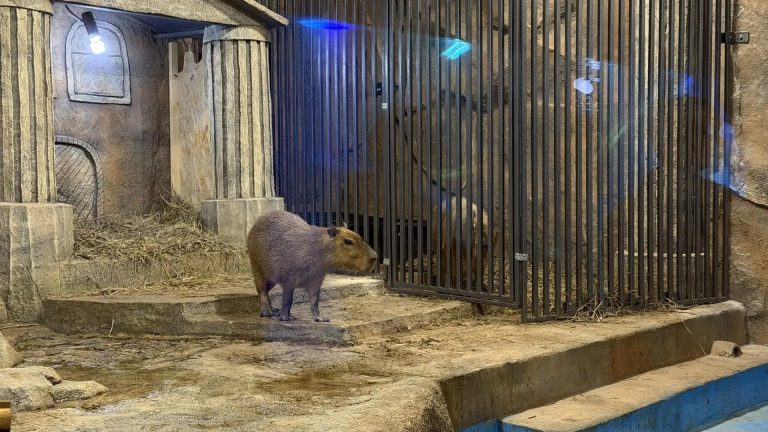 Капибара Веня Оренбургский окенариум